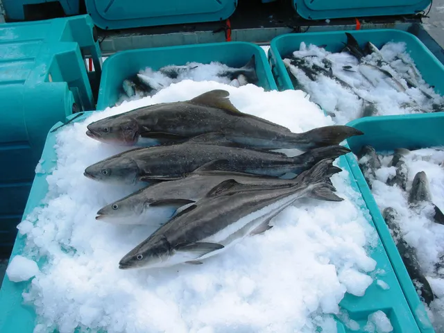 Cobia fishing in the Brazosport area