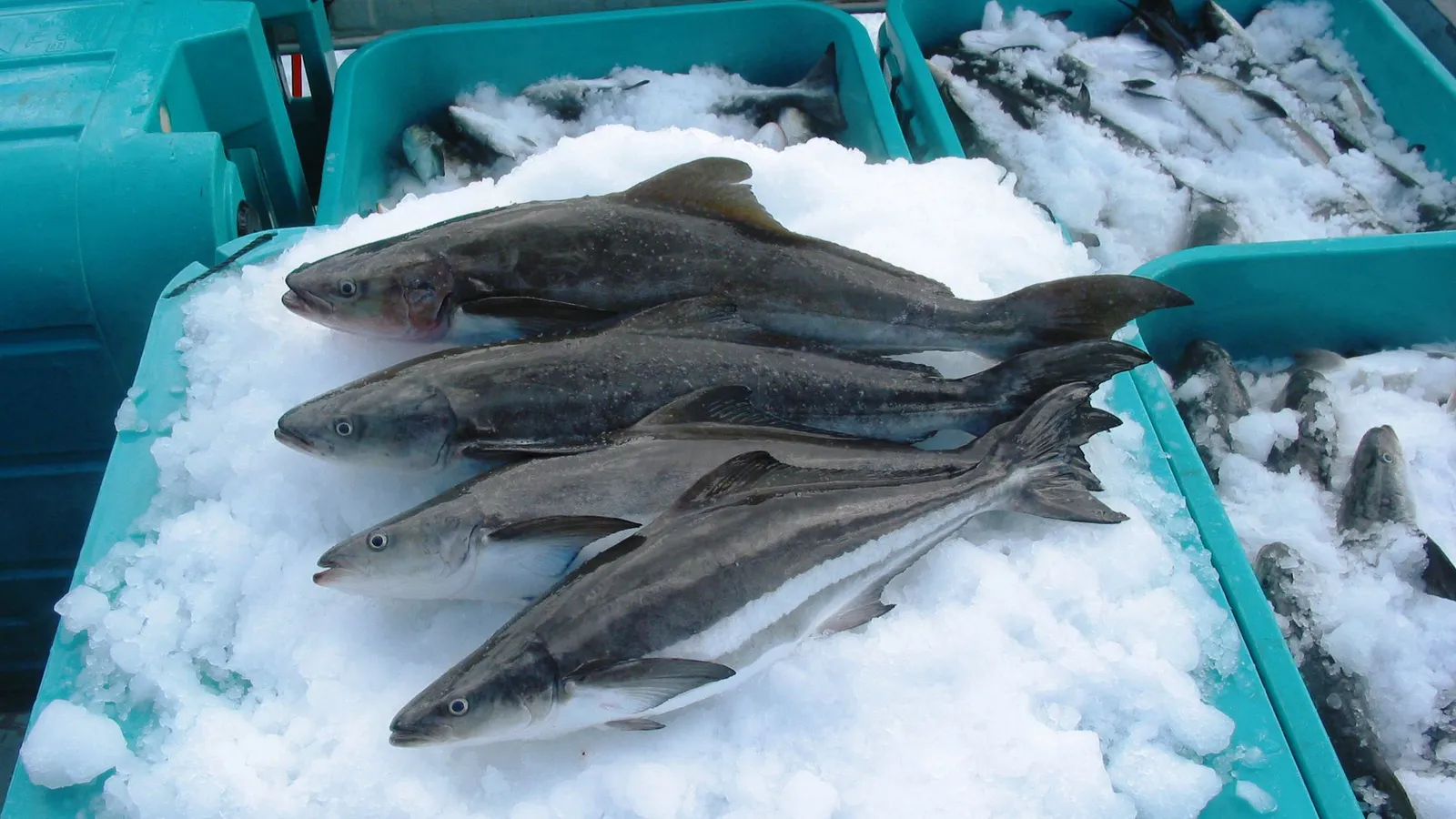 Cobia caught in nearshore waters off Freeport, Texas
