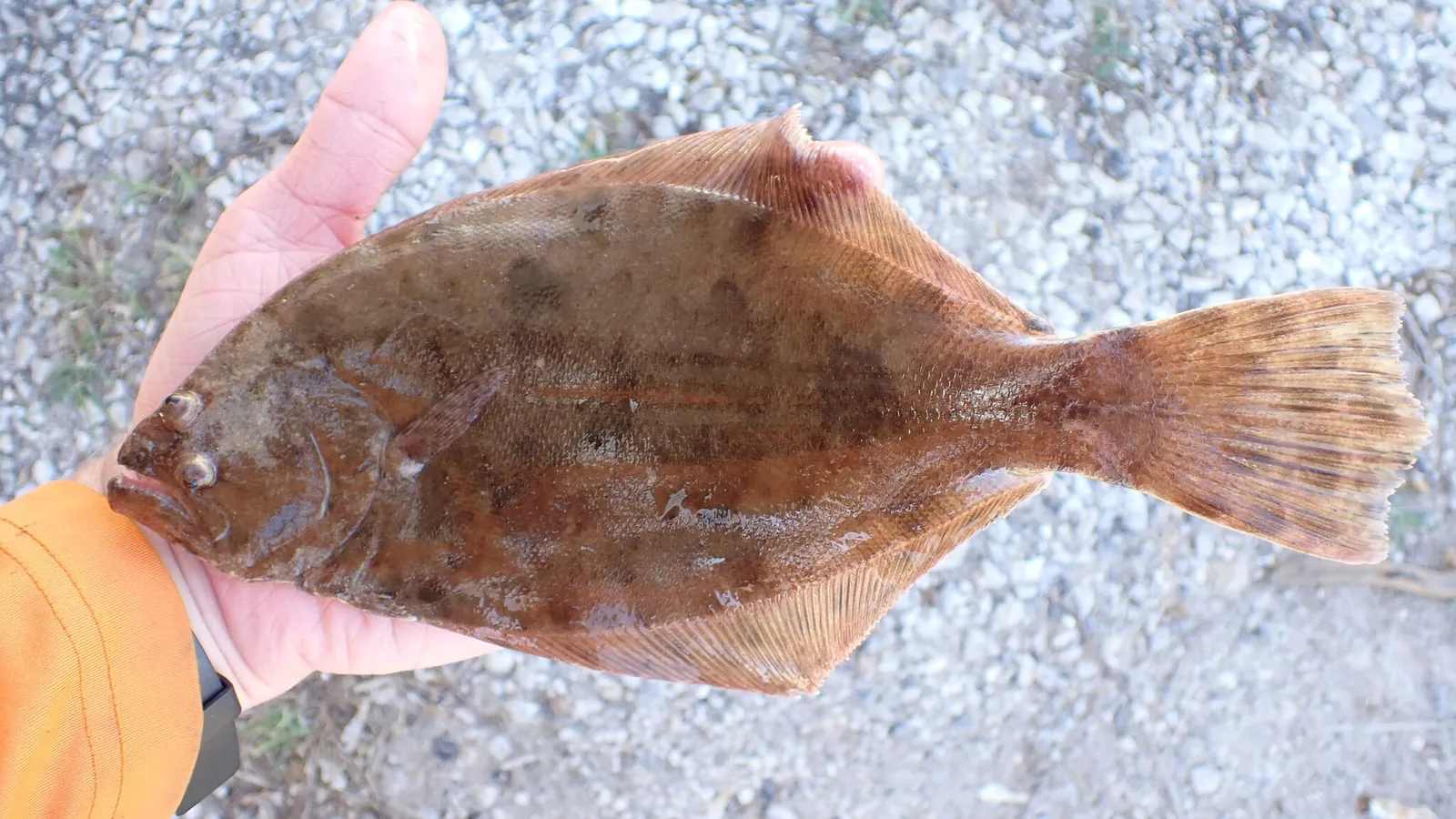 Flounder caught in the Brazosport bay system
