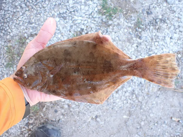 Flounder fishing in the Brazosport area