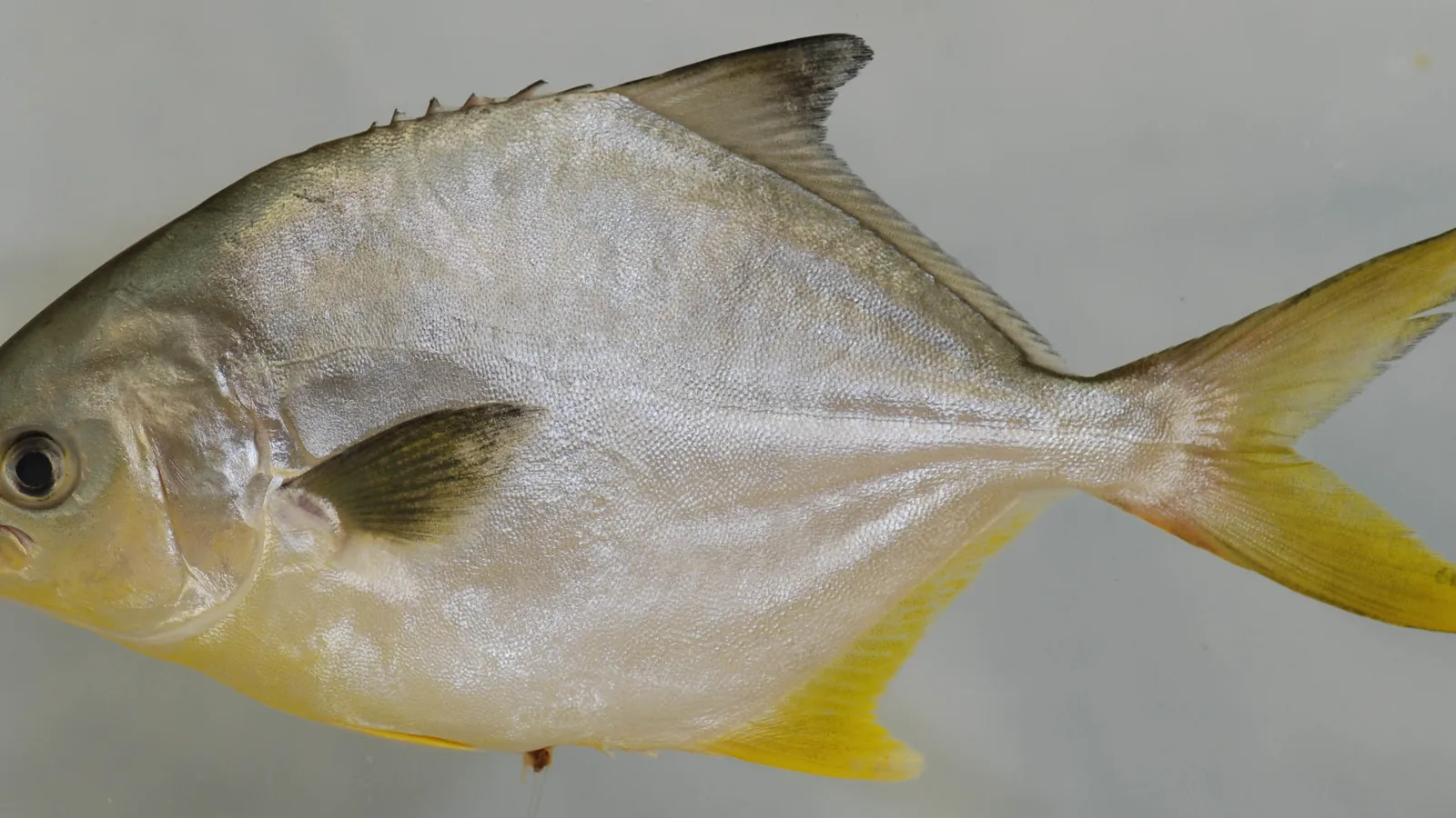 A Florida pompano, a deep-bodied silver surf fish