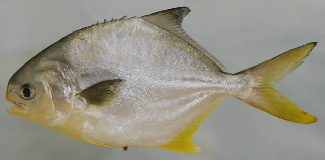 Pompano fishing in the Brazosport area