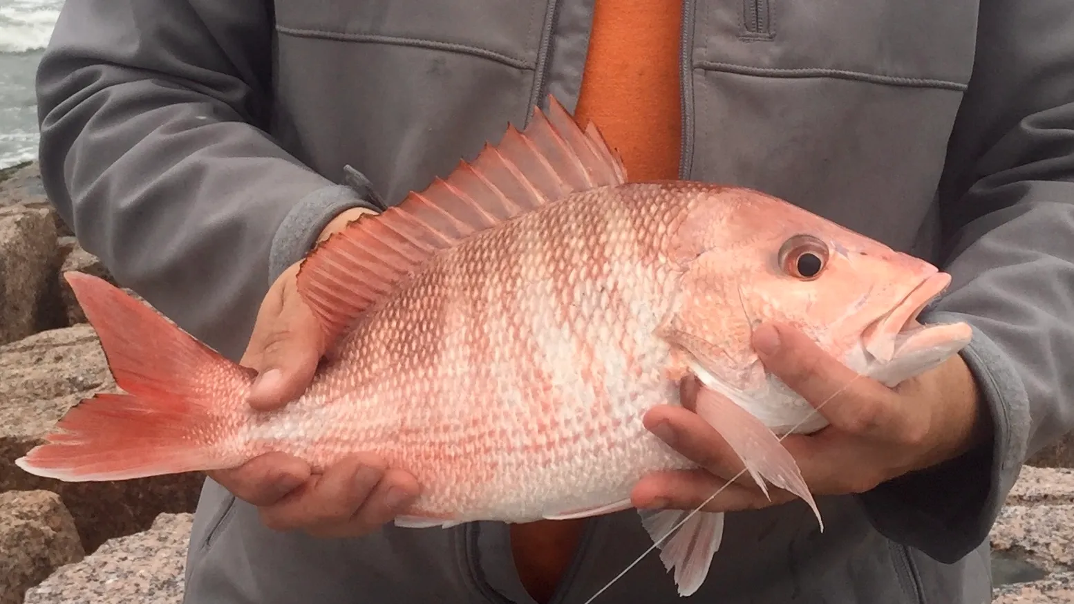 Northern red snapper, the headline target of Galveston's federal for-hire season