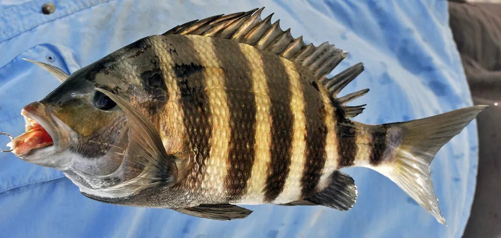 A striped sheepshead caught on the Brazosport jetty rocks