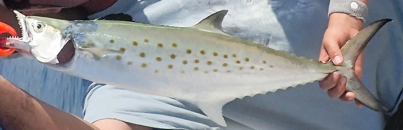 A Spanish mackerel showing its sharp teeth and spotted flanks