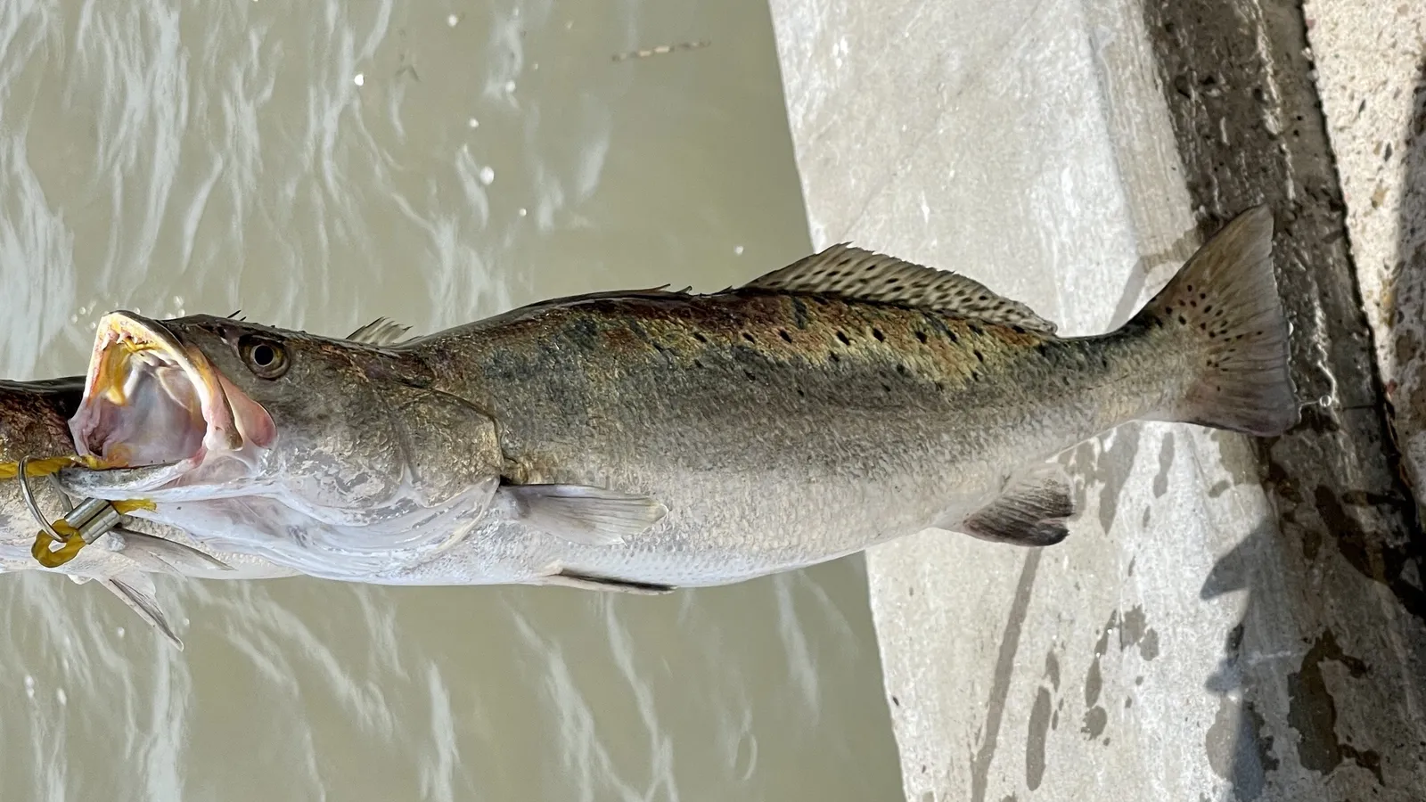 Speckled trout caught in the Brazosport bays