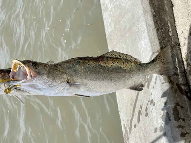 Speckled Trout fishing in the Brazosport area