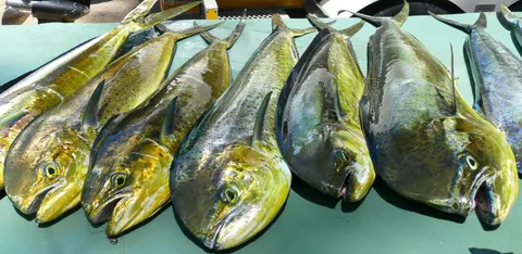 Offshore Species — Brazosport area fishing