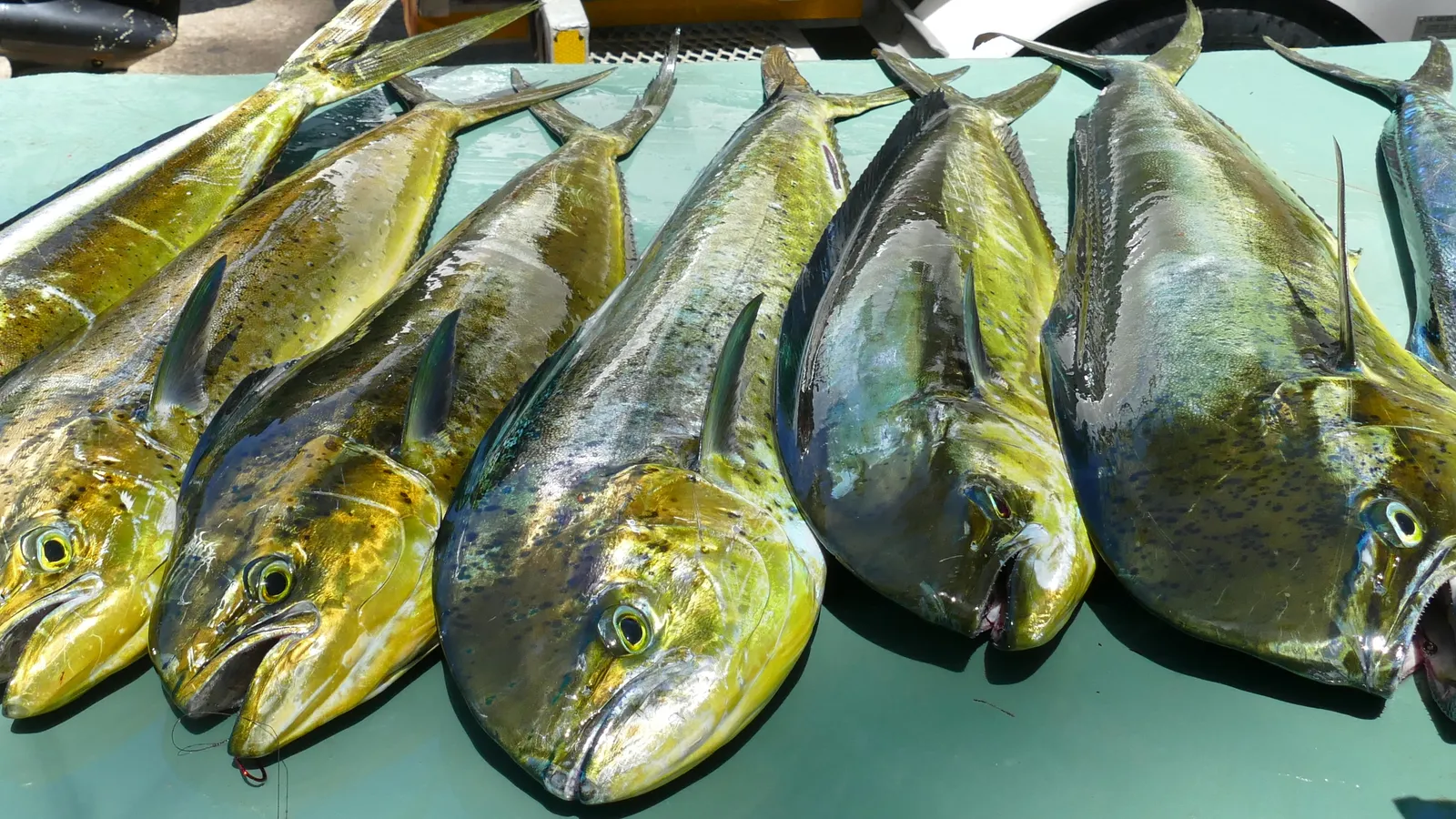 Mahi-mahi landed on an offshore charter out of Freeport