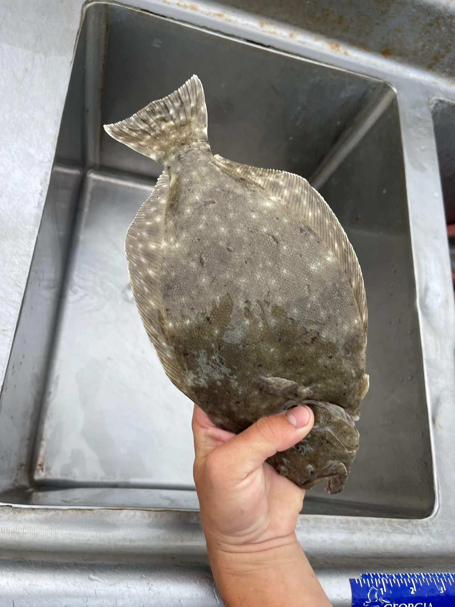 A southern flounder lying flat with its broad tail and full body visible, the fish anglers measure to the 15-inch minimum total length